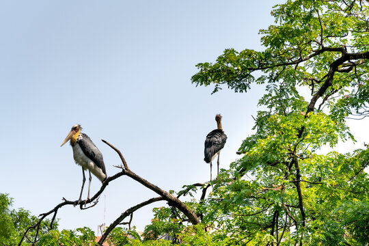 Lesser adjutant stork are hanging on branches on the background blue sky