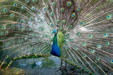 Obraz premium Photos of beautiful peacock in zoo