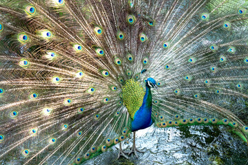 Obraz premium Photos of beautiful peacock in zoo
