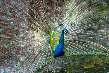 Naklejka premium Photos of beautiful peacock in zoo