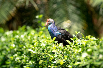 Purple Swamphen - Endangered species Pukeko (Porphiro Porphiro) Gallinule