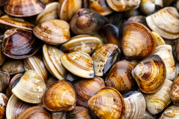 Fresh clams in an abundance