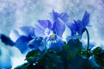 Bratki. Kwiaty. Wiosenne kwiaty. Niebieskie bratki