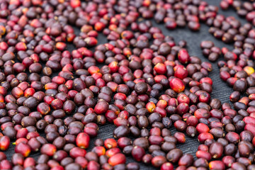 Sun dry stack of coffee bean