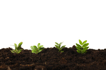 Earth Day, Environment and Eco concept, isolated on white background