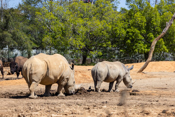 Fototapeta premium White rhinoceros in the wild zoo park