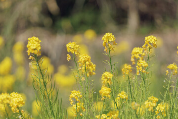 菜の花