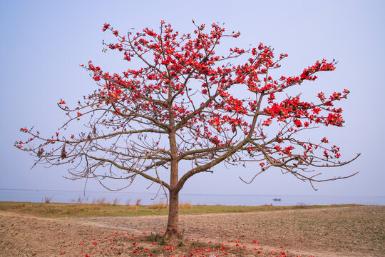 Flowers of Bombax ceiba tree on the blue sky background