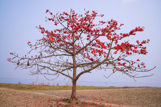 Flowers of Bombax ceiba tree on the blue sky background