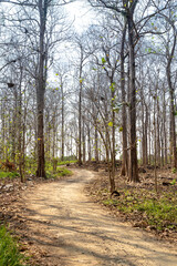 Trail through forest of Tectona grandis trees in the season of changing leaves