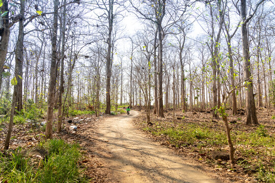 Trail through forest of Tectona grandis trees in the season of changing leaves