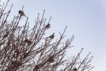 Birds on a bare tree against a blue sky.