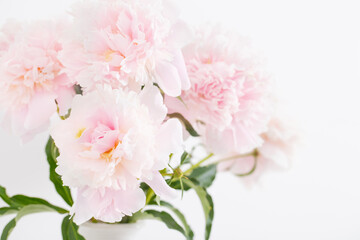 beautiful delicate pink peonyes clouse up