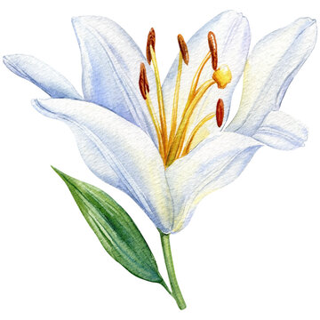 White lily flower on isolated background, watercolor beautiful flower illustration Hand drawn.