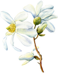 White magnolia flower on isolated background, watercolor hand drawn illustration. Beautiful flower