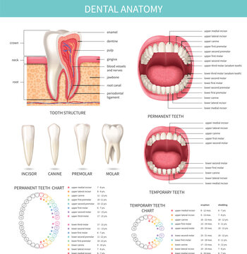 Dental Anatomy Infographics