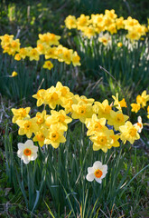 Fototapeta premium スイセン「ガーデンジャイアント」 Daffodil 'Garden Giant'