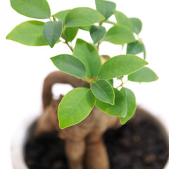 観葉植物、キジムナーが宿るガジュマルの葉【白背景】