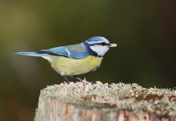 blue tit