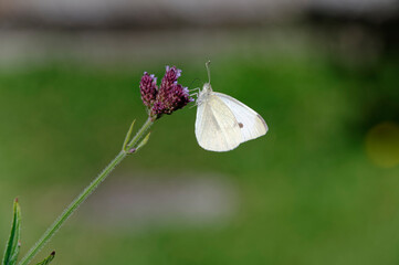 A cabbage white or white butterfly is busy feeding on a flower