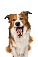 Fototapeta premium Charming brown and white Border Collie dog with an open mouth, attempting to catch a treat flying towards him. Vertical studio photo on a white background.