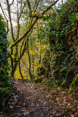 Obraz premium Wald im Herbst