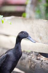 Indian runner duck, farmland animal on a garden