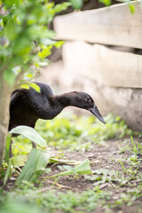 Indian runner duck, farmland animal on a garden