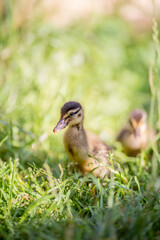 Indian runner duck, farmland animal on a garden, babies