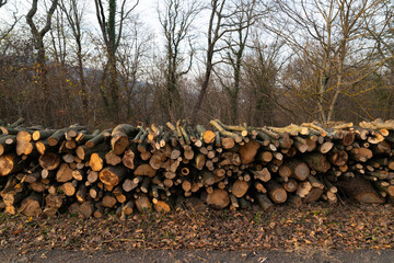 Log pile of freshly cut timber in Blacksea region, Turkey