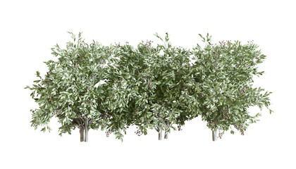 Plant and shrubs in 3d rendering isolated
