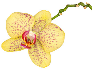 Close-up of yellow orchid with pink and purple spots and green stem