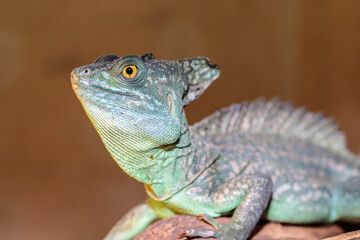 Basilisk helmeted in a terrarium. close-up. macro.