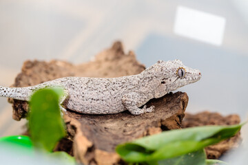 spotted white eublefar in the terrarium. close-up. macro.