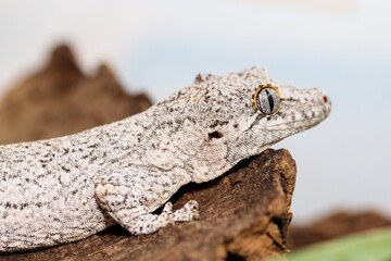 spotted white eublefar in the terrarium. close-up. macro.