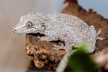 spotted white eublefar in the terrarium. close-up. macro.