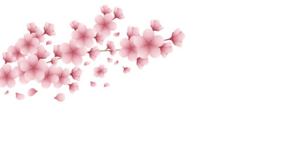 Pink cherry blossom