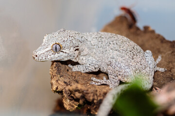 spotted white eublefar in the terrarium. close-up. macro.