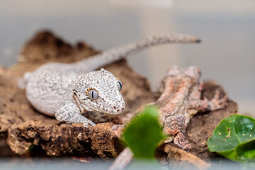 spotted white eublefar in the terrarium. close-up. macro.