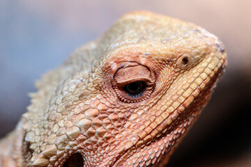 bearded dragon in a terrarium. close-up. macro.