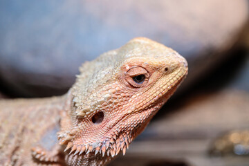 bearded dragon in a terrarium. close-up. macro.