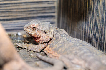 bearded dragon in a terrarium. close-up. macro.