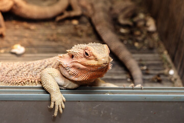 bearded dragon in a terrarium. close-up. macro.