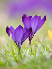 Wildlife shot of crocus in the grass at the beginning of spring.