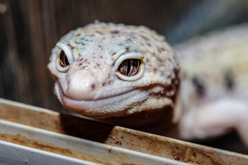 eublefar in the terrarium. close-up. macro.