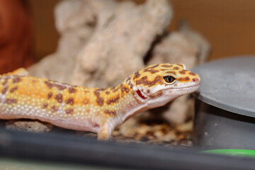 gecko in the terrarium. close-up. macro.