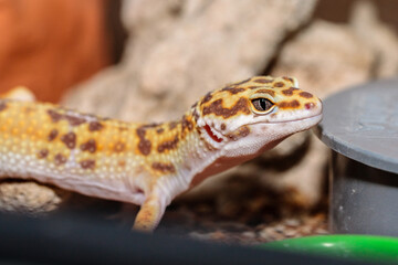 gecko in the terrarium. close-up. macro.