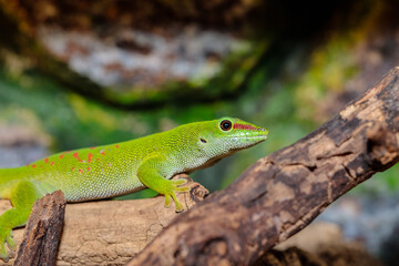Madagascar day gecko in a terrarium. close-up. macro.