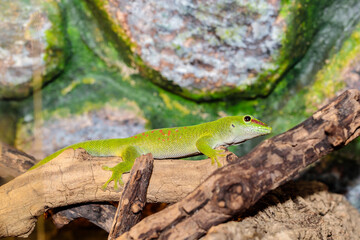 Madagascar day gecko in a terrarium. close-up. macro.