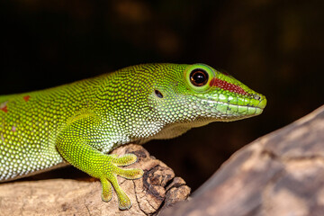 Madagascar day gecko in a terrarium. close-up. macro.